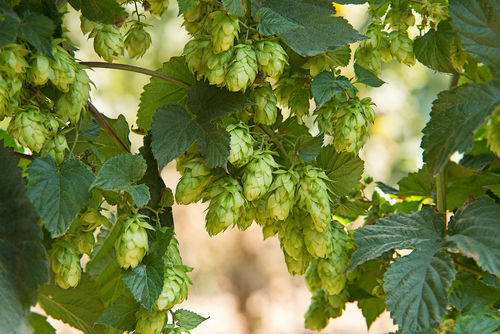 ビールの苦味や香りのもととなる「ホップ」とは?