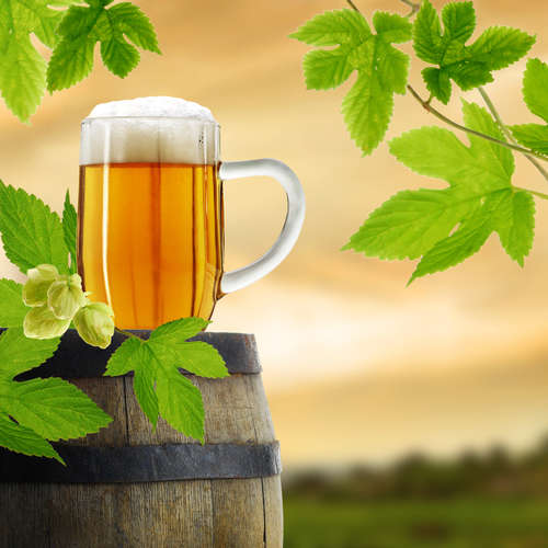 オーガニックビールの定義って?日本の人気銘柄をチェックしてみよう