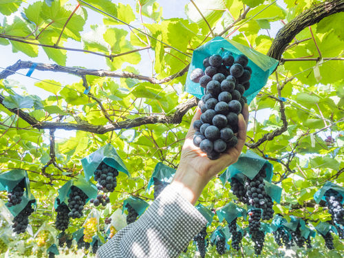 生食用のぶどうを厳選し作り上げたワインが人気「内子ワイナリー」