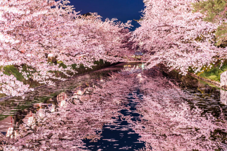 桜は満開、でもお花見シーズンは意外と寒い