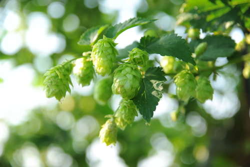 ビールの苦いおいしさのもと「ホップ」とは?