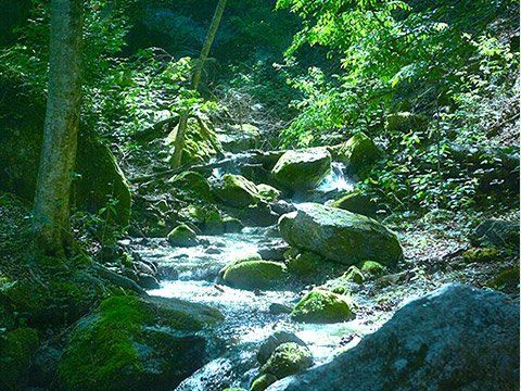 白州、それはウイスキーに理想の水を求めてたどりついた地