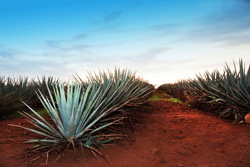 テキーラが「メキシコの地酒」から「世界で愛されるお酒」に成長するまで