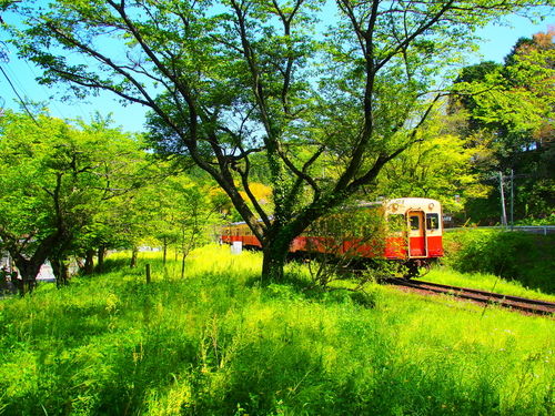 ビール電車紀行2:小湊鉄道「SATOYAMAトロッコ 涼風ビール電車」