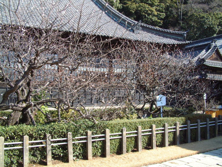 幼少時代の家康が暮らし、内なる力を養っていた「清見寺」。「臥龍梅」は未だ現役で、毎年3月には高貴な花をつけます。