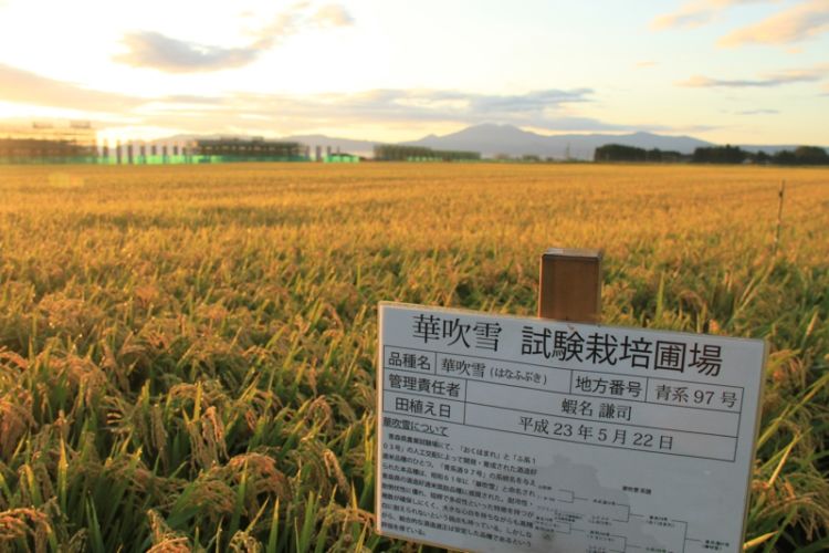 田酒の由来、「酒は田んぼから」の想い