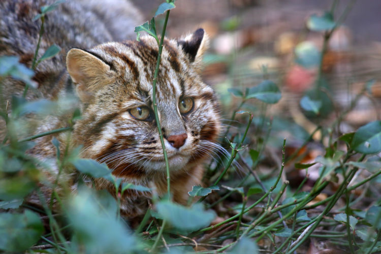 宮崎の焼酎【山ねこ(やまねこ)】自然豊かな環境から生まれる酒