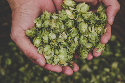 「今池ビール」はホップが効いたさわやかなビール