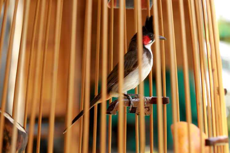 米焼酎おすすめ1 吟醸香漂う「吟香 鳥飼」