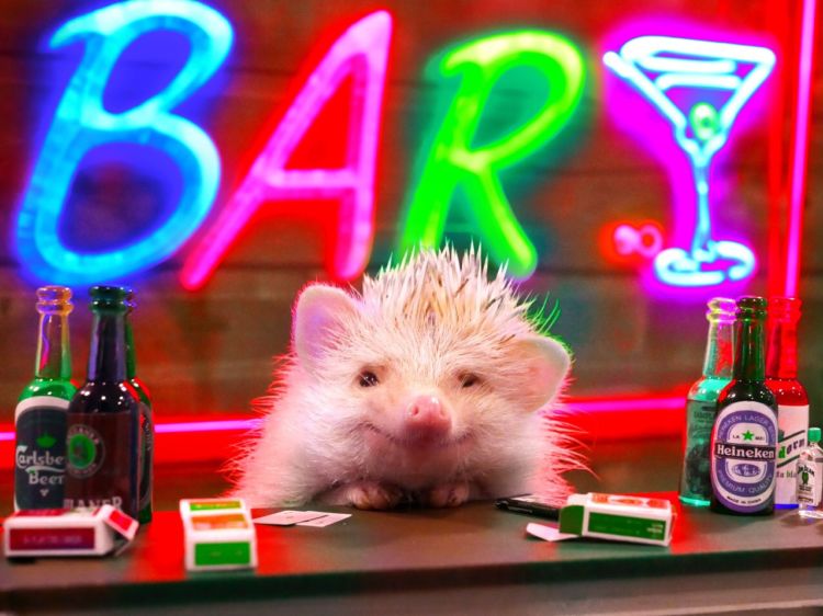 渋谷に「ハリネズミBAR」が出現! ナイトサファリのようなたのしい体験を