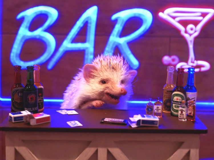 「ハリネズミBAR」の営業は毎週木・金の19:00~22:00