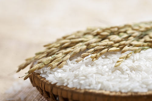 「天領」の味を支える精米へのこだわり