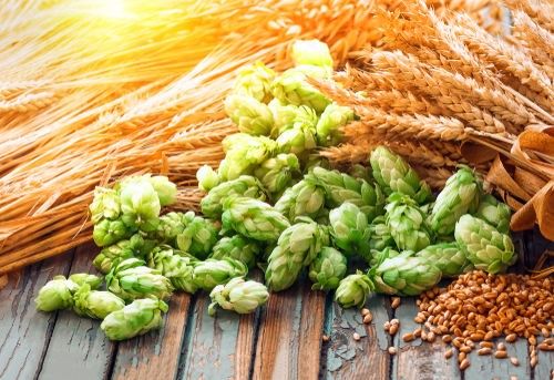 ホップとは、ビールの苦味や爽快な香りのもと