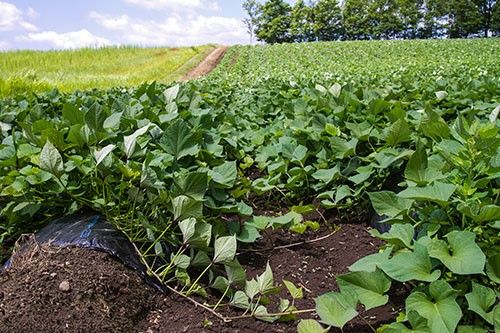「喜多里」に込められた北海道産食材への誇り