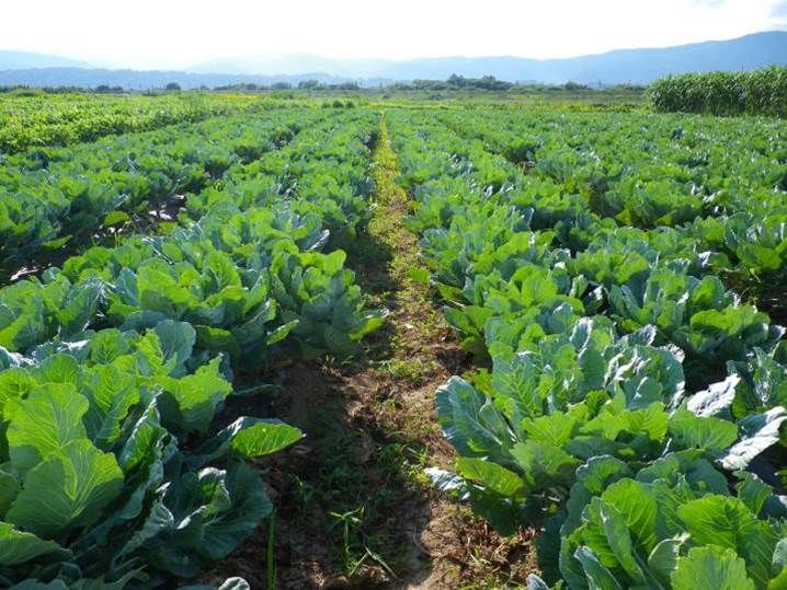 青汁の原料でもある「ケール」には栄養が豊富