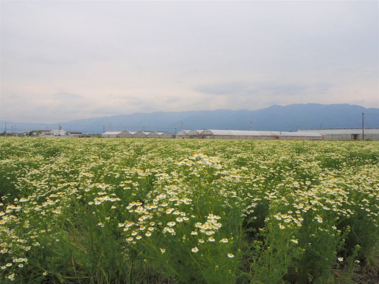 ひそかに生産量日本一を誇る岐阜県産のカモミール