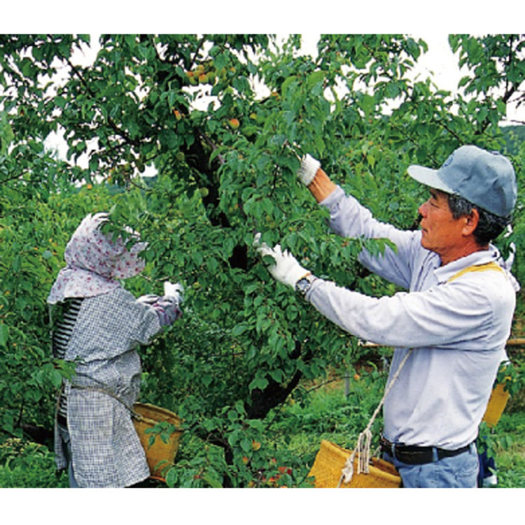 幻の紀州産手摘み完熟南高梅