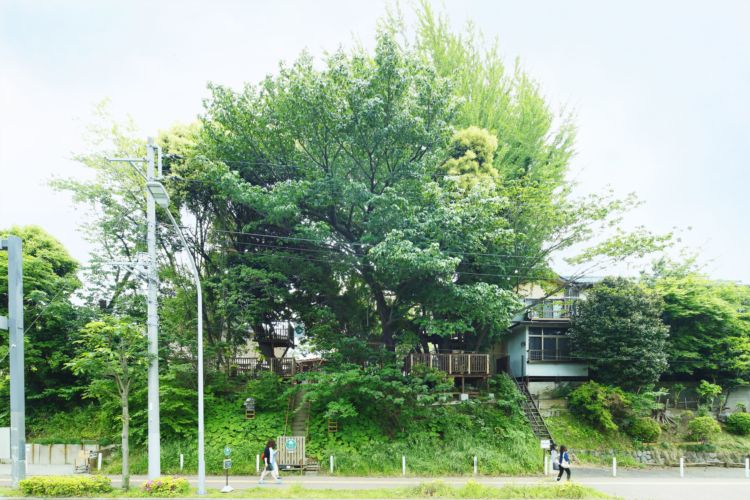 千葉公園そばのツリーハウス「椿森コムナ」