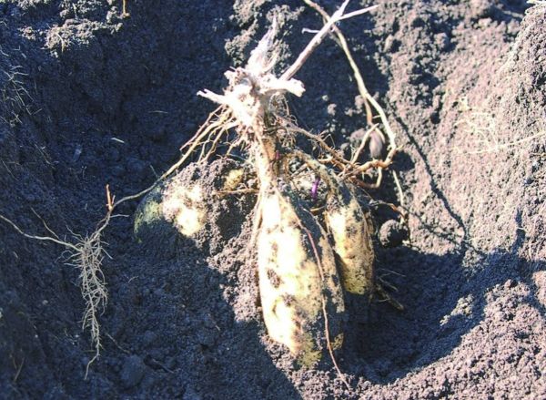 原料本来の甘みが引き出された「土室糖化芋」