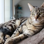 一人暮らしでも猫が飼える!?忘れがちな室温対策をチェックしましょう
