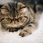 猫にも必要なの？意外と知らなかった、愛猫のペット保険と費用