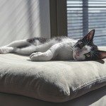 家の中も危険がたくさん？！室内飼いで猫を飼う場合に注意したい危険ゾーン