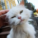 猫を飼うにはやっぱり必要？気になるマイクロチップを考える