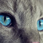 もっと知りたいキャッツアイの秘密！愛猫の目の色、フシギな５つの世界!