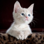 猫は遊女の生まれ変わり？「猫」に関係するおもしろいことわざ・慣用句５つ