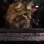 猫にとっては大事件！猫と車で移動する時に知っておきたいこと4つ