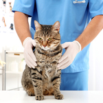 猫にはO型はない？愛猫も献血できる？知って損のない、もしもの時に役立つ猫の血液型分類