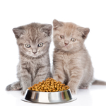 子猫の餌の時間～何時にご飯を与えればいいの？おすすめのフードって？