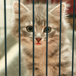 子猫がケージに入ると鳴くのはどうして？原因と対策