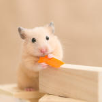 ハムスターの餌の量ってどれくらいなの? 回数や時間は? 