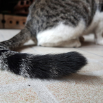 猫の尻尾がプルプルと震える! どんな理由があるの? 
