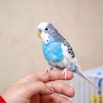 鳥（ペット）が今大人気！手乗りインコの種類はどんなのがあるの？