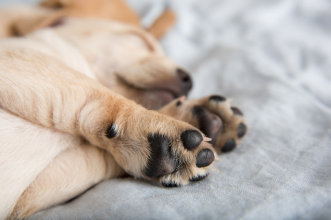 みなさんどうしていますか 犬の肉球の周りの毛のお手入れ方法は Uchinoco うちの子 みなさんどうしていますか 犬の肉球の周りの毛のお手入れ方法は Uchinoco うちの子