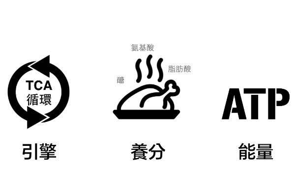 【迷思】不吃碳水化合物＝增脂減肌？