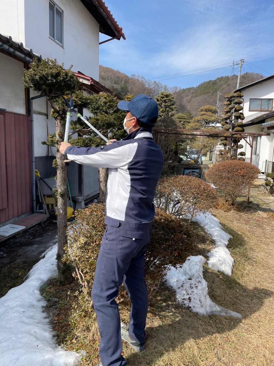 立ち木の剪定・伐採