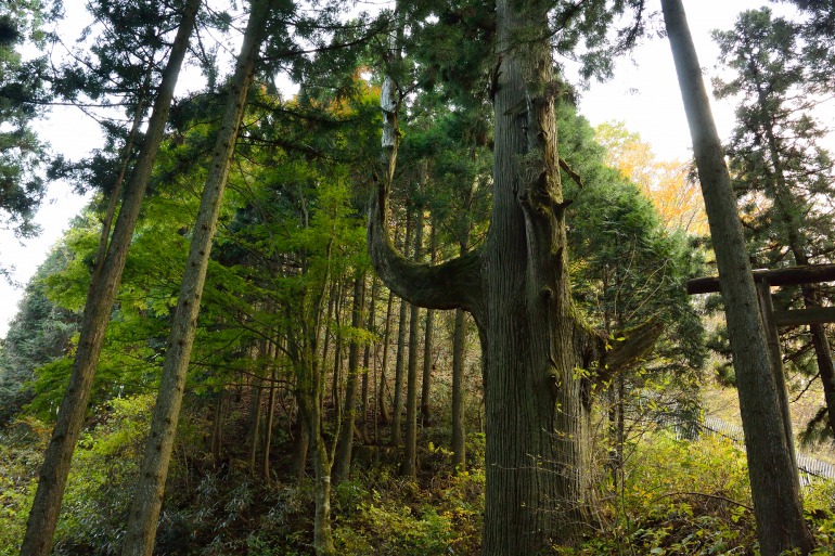 Mount Takao 700-year old tengu cedar tree