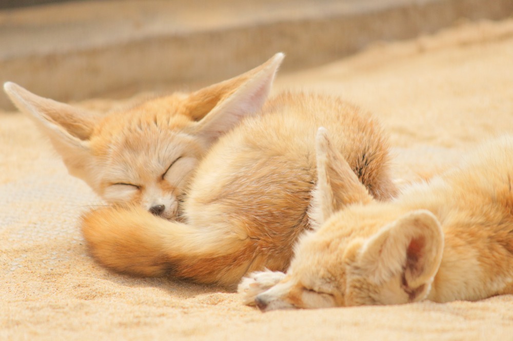 The sleepy Fennec Fox at the Zoo