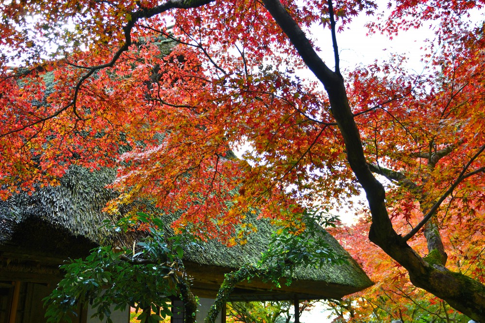 Les feuilles rougies de l'automne et le bâtiment de style Sukiyadukuri (un architecture traditionel du Japon)