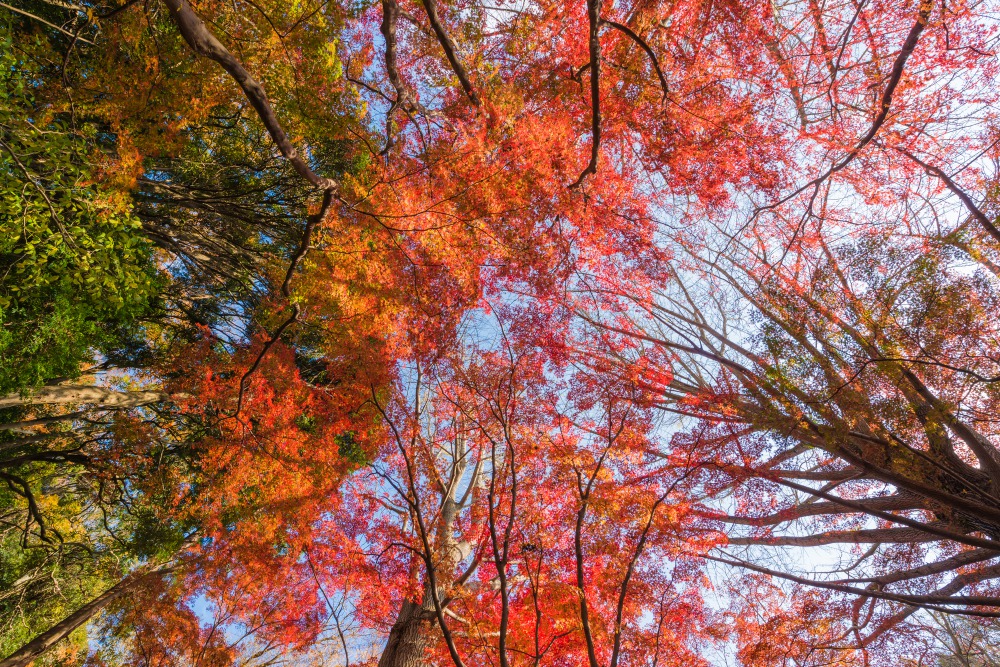 青空を背景に紅葉した木々を見上げた図