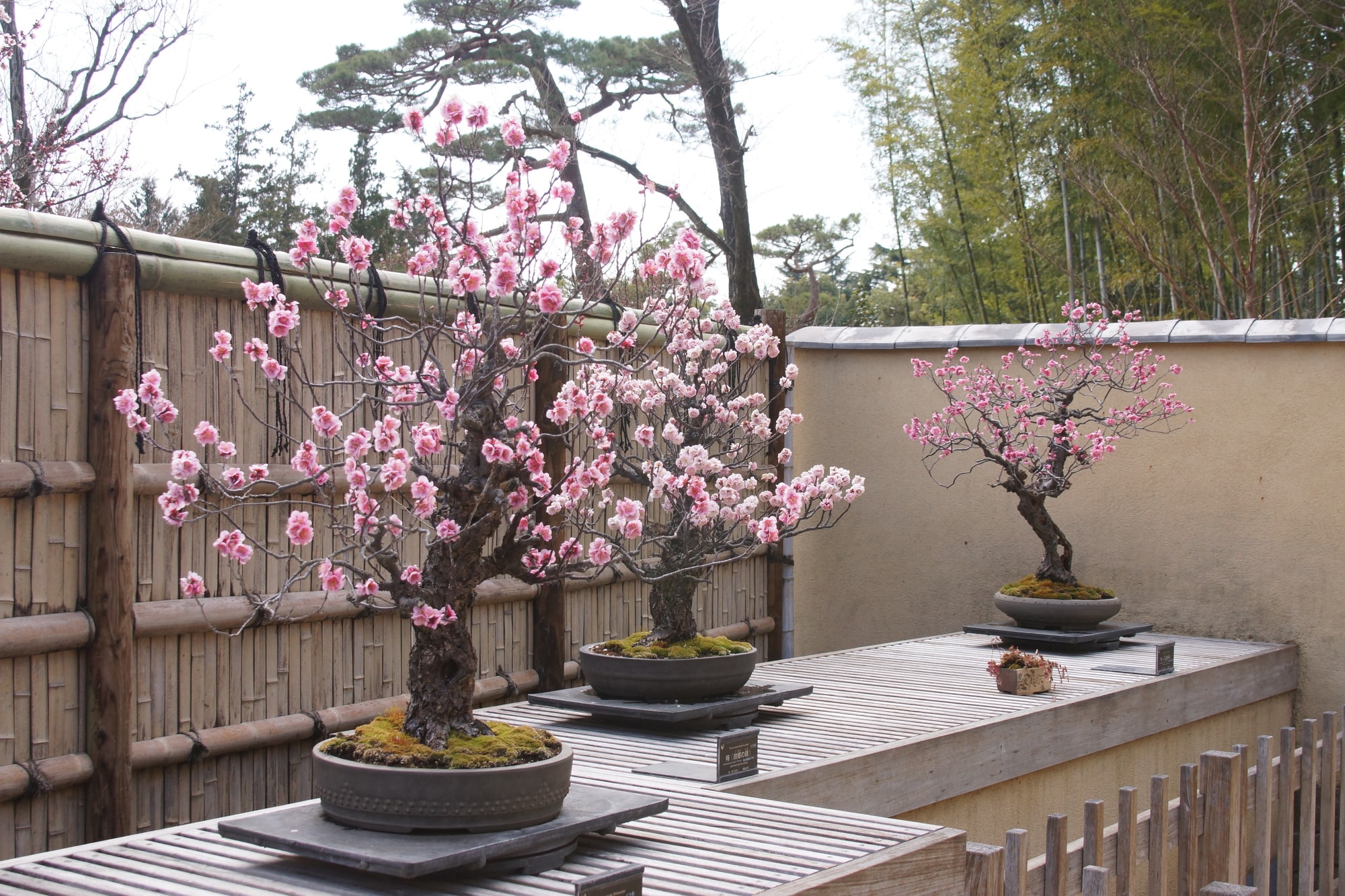 Bonsai of a plum tree