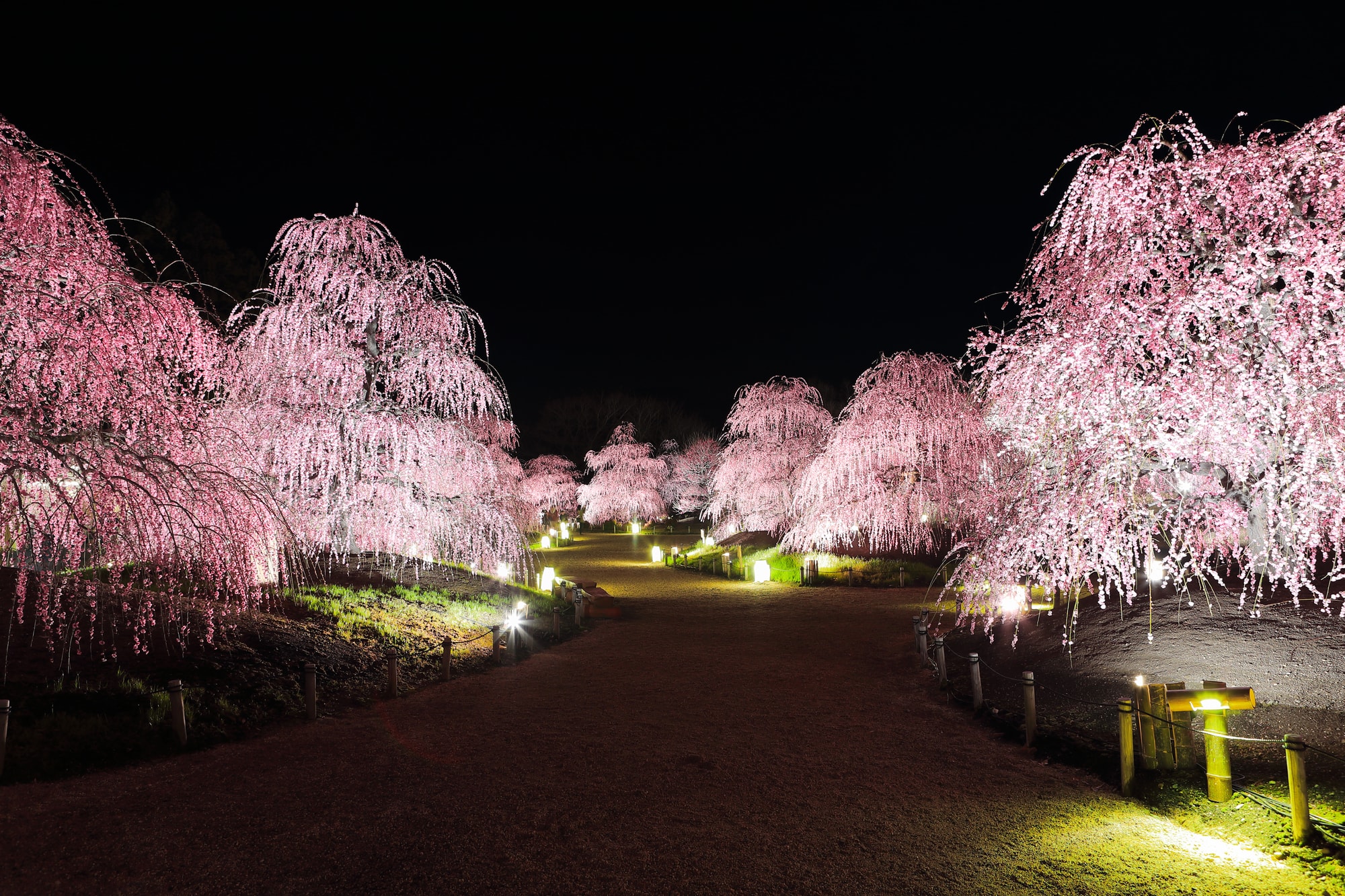 Weeping plum light-up