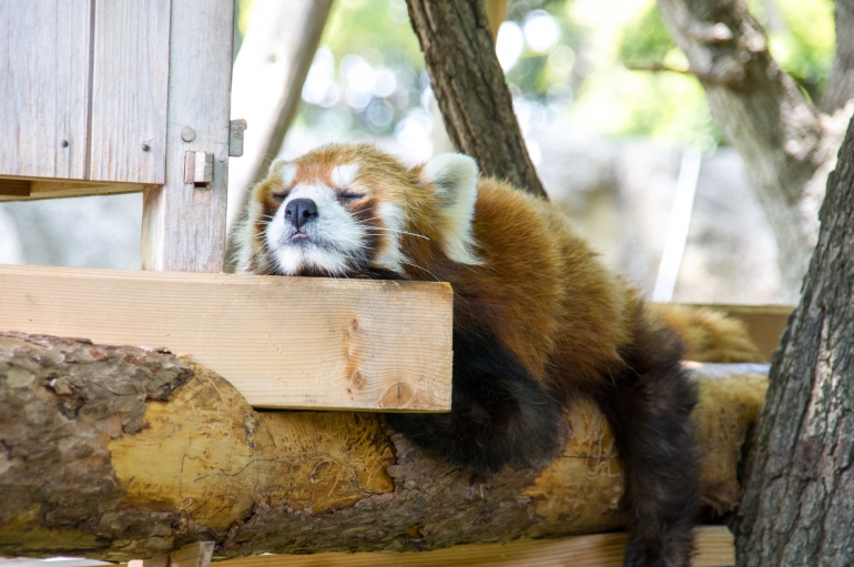 野毛山動物園のレッサーパンダ