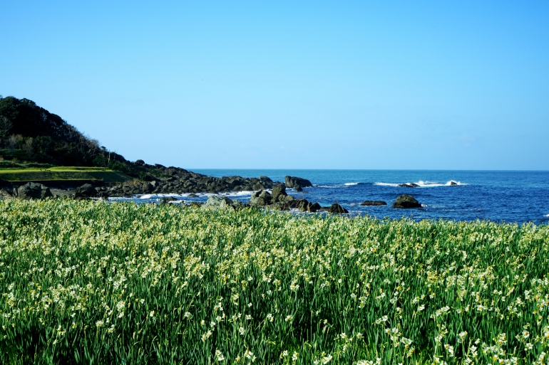 Narcissus on the Echizen coast