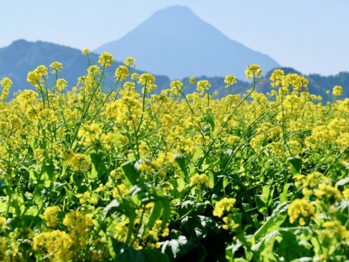 鹿児島県 日本一早い 菜の花 畑でフォトジェニックな景色を満喫 The Gate 日本の旅行観光マガジン 観光旅行情報掲載