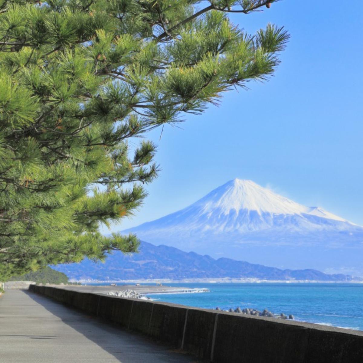 Hutan Pinus Miho Pemandangan Pantai Gunung Fuji Yang Menakjubka The Gate