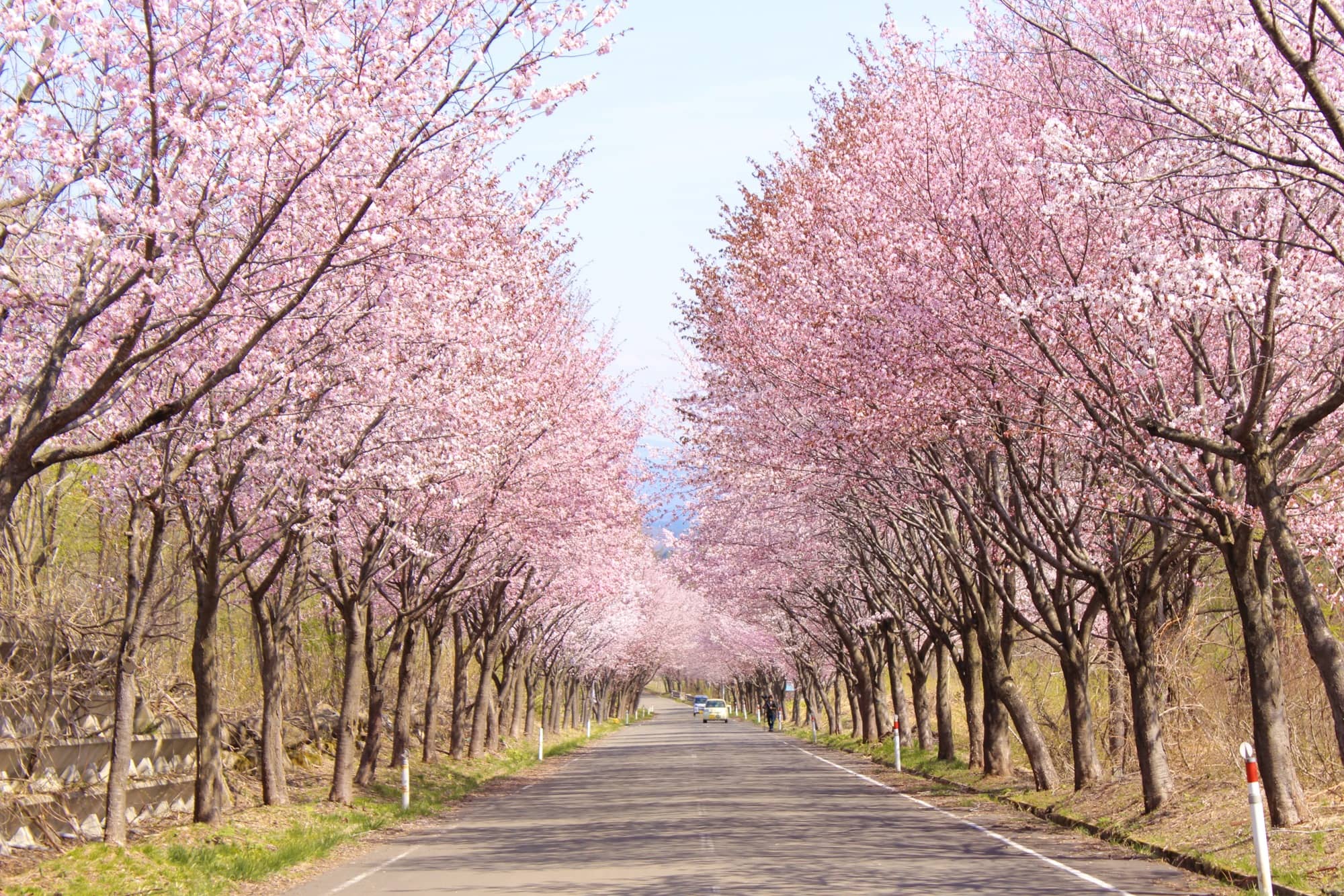 岩木山の世界一の桜並木